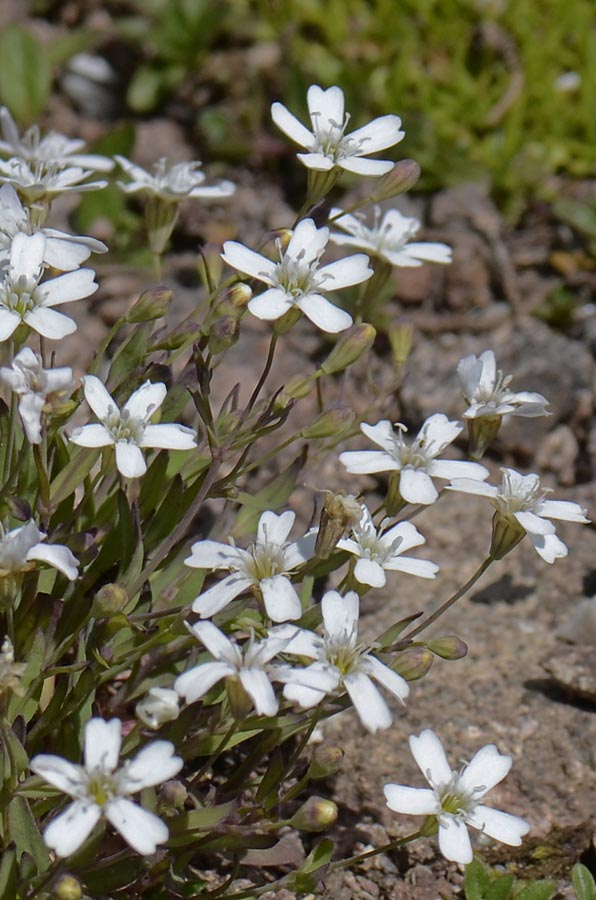 Atocion rupestre (=Silene rupestris) / Silene delle rupi